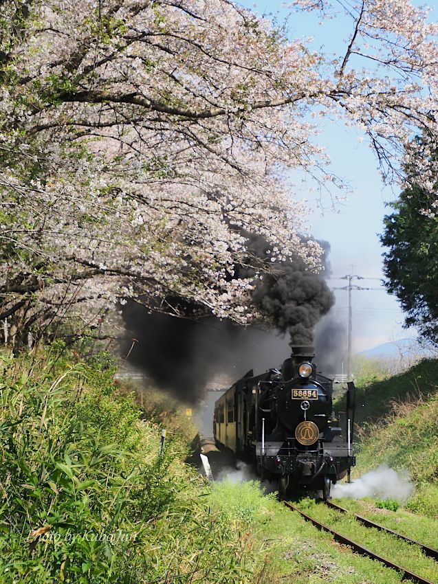 肥薩線の写真