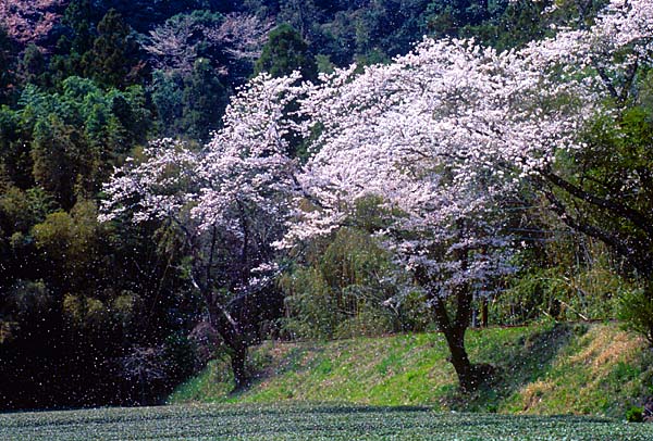 大井川鐡道の写真