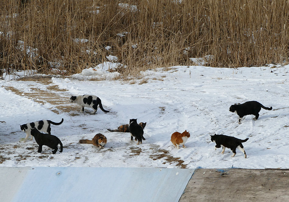 動物の写真