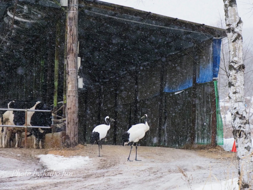動物の写真
