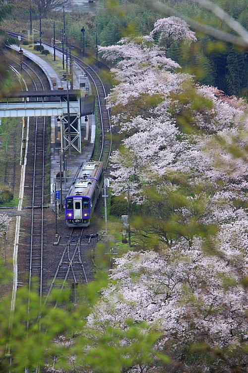 気動車の写真