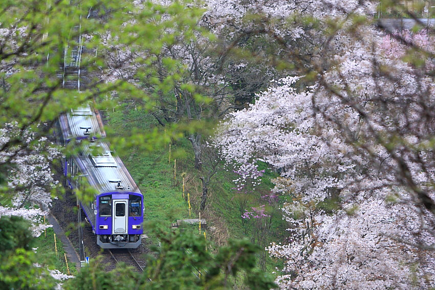 気動車の写真