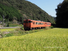 気動車の画像