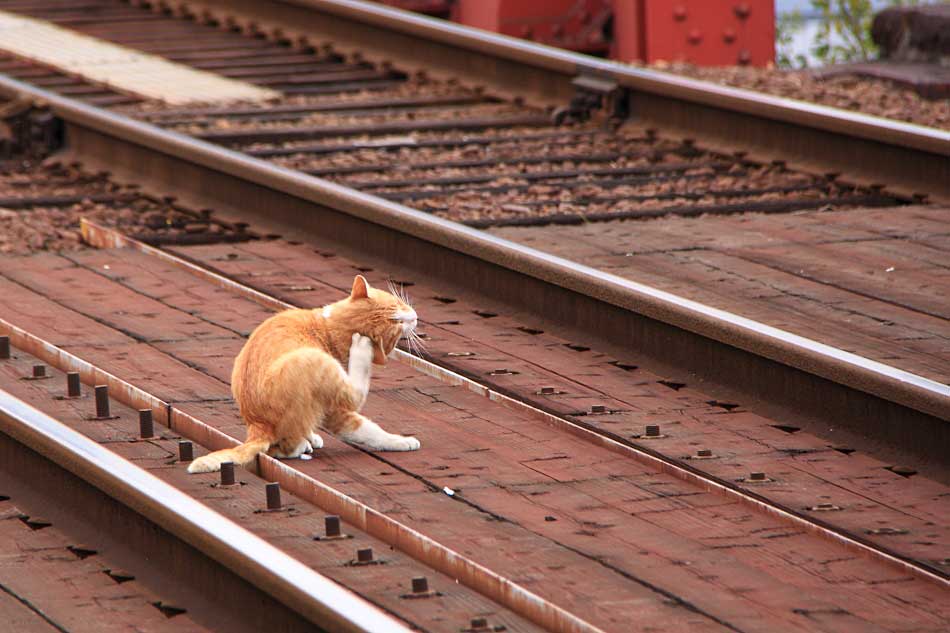 電車の写真